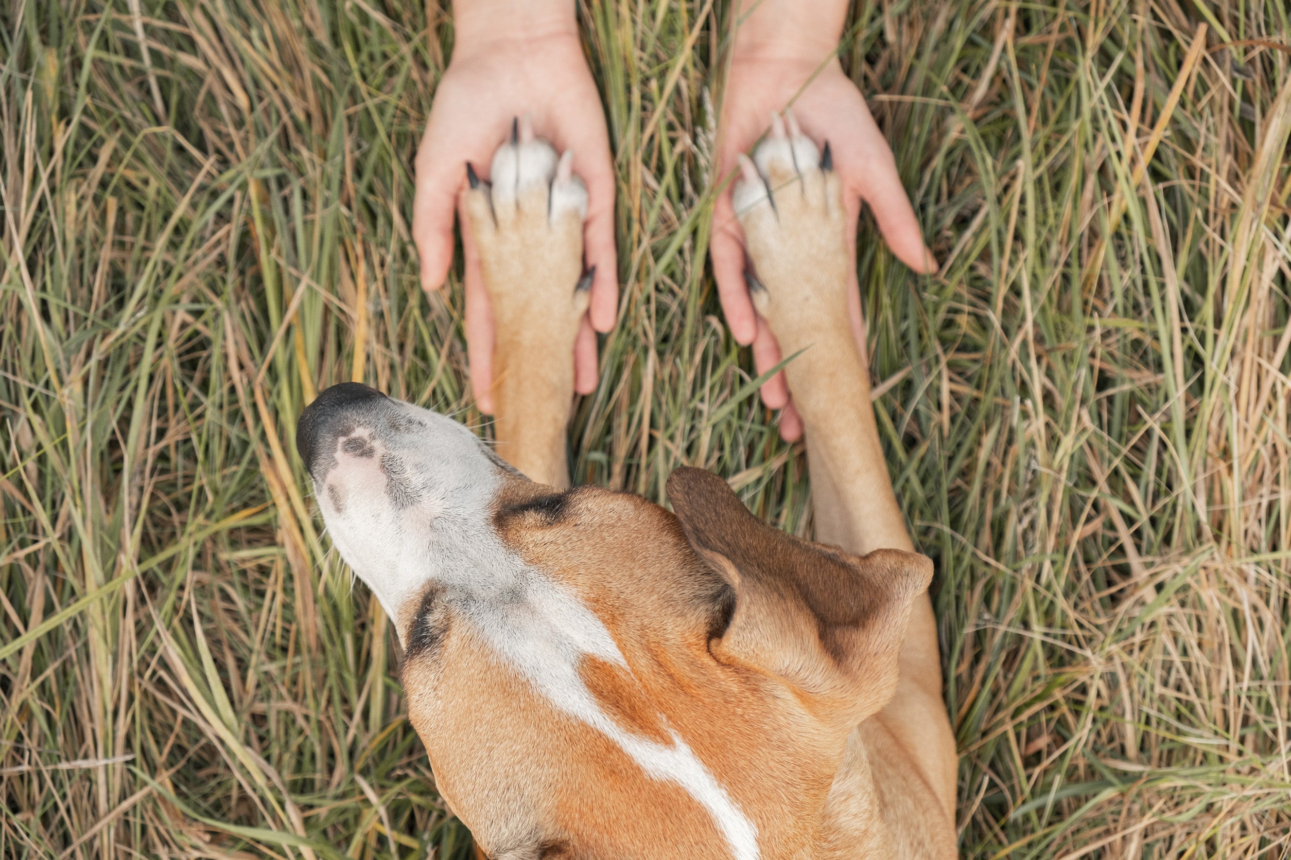 The dog puts paws in palms of human. Concept of trust and friendship between pet owner and dog, shot in a grass background outdoors