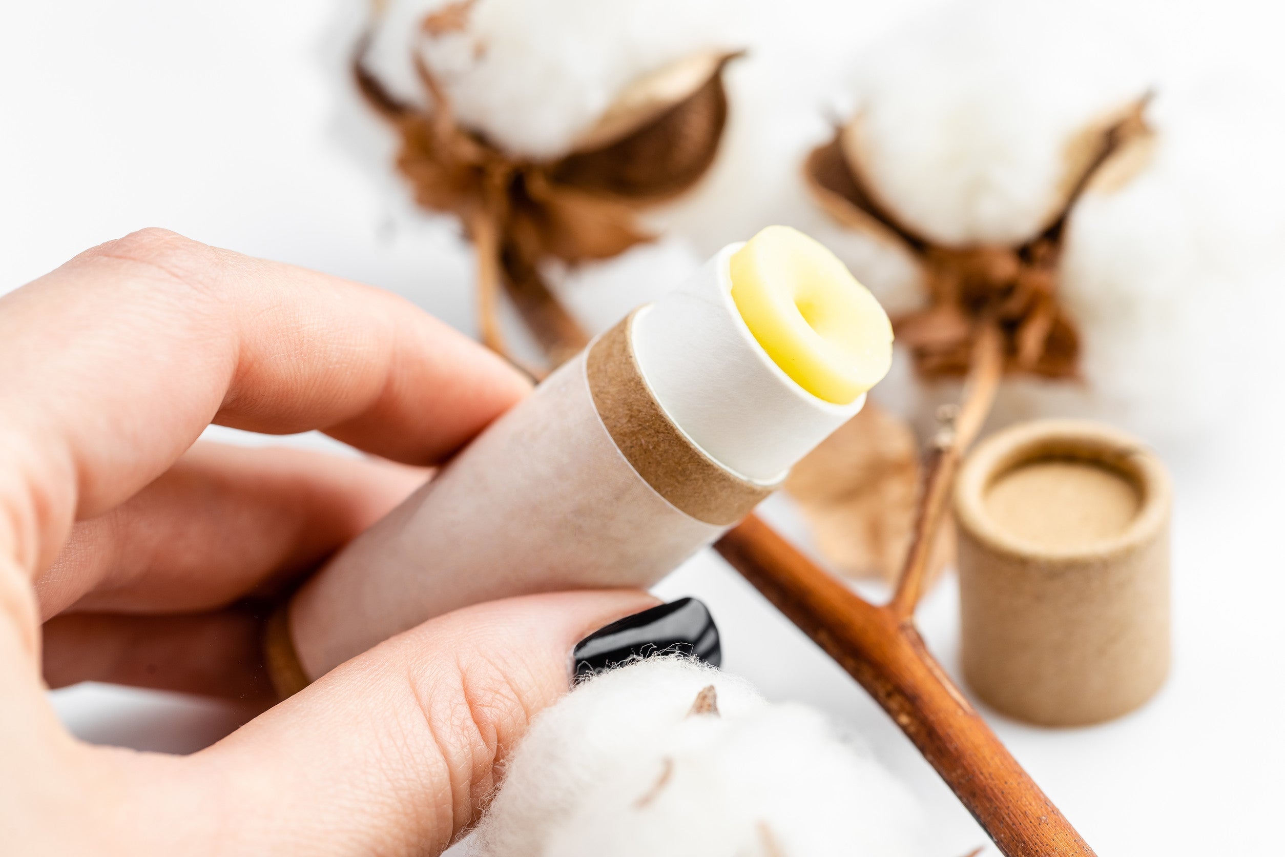 A close-up of a hand holding a natural tallow lip balm in an eco-friendly, biodegradable paper tube. The lip balm has a smooth, yellowish texture, and the cap is placed nearby. In the background, soft cotton branches add a natural, organic touch.