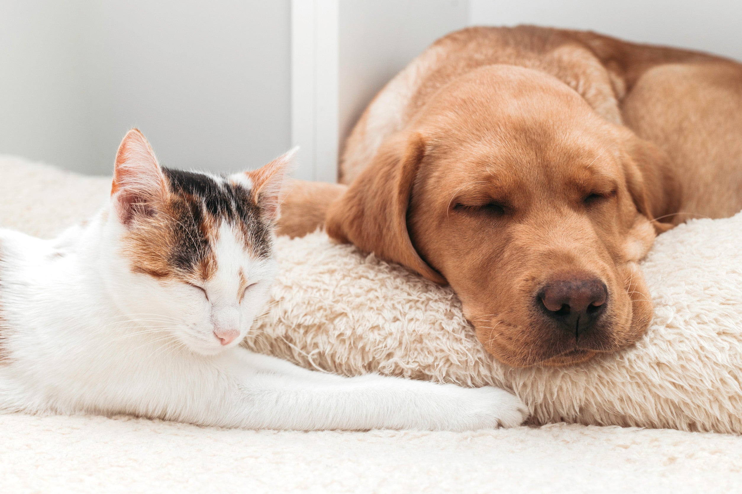 Adorable pets, kitten and labrador retriever puppy sleep together.