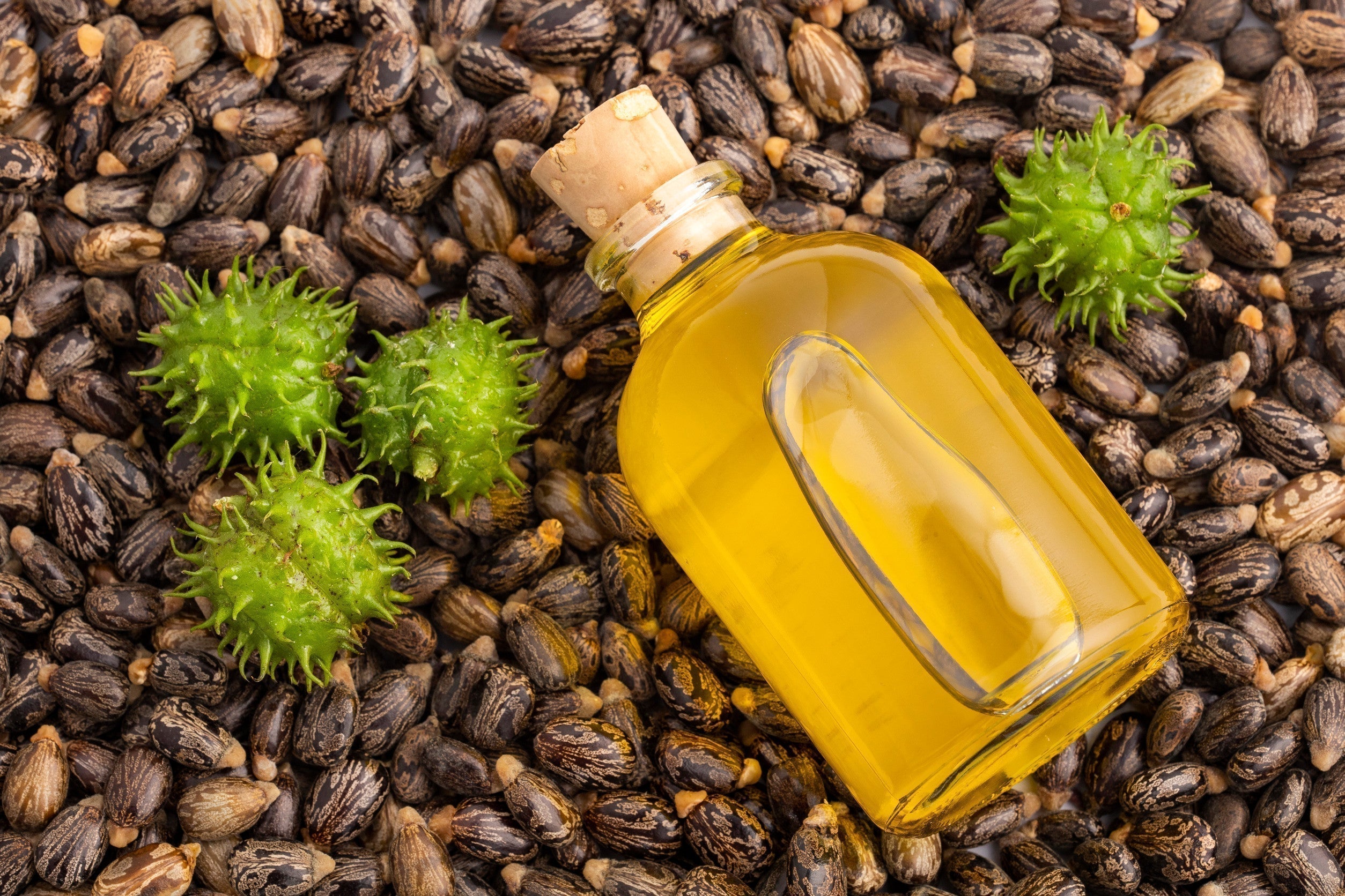 Golden castor oil displayed alongside raw castor seeds and vibrant plant pods, showcasing the natural journey from seed to finished oil.