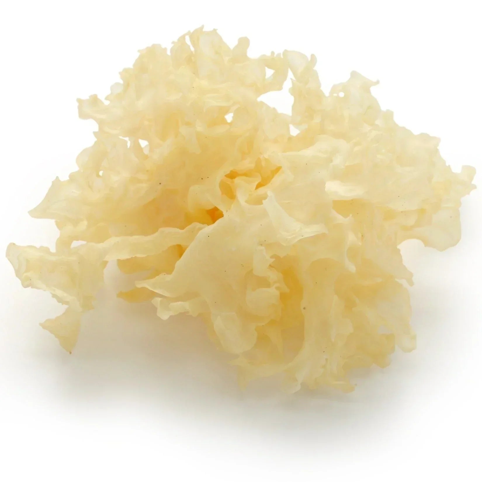 Close-up of fresh snow mushroom (Tremella fuciformis) with its delicate, translucent, frilly texture, highlighting its natural beauty and hydrating properties.