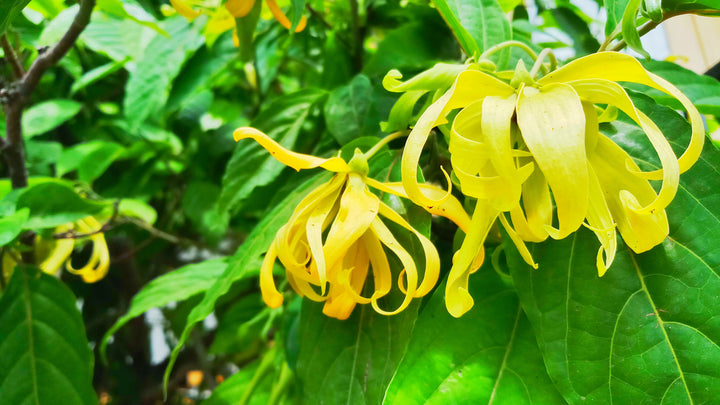Ylang Ylang Complete Essential Oil