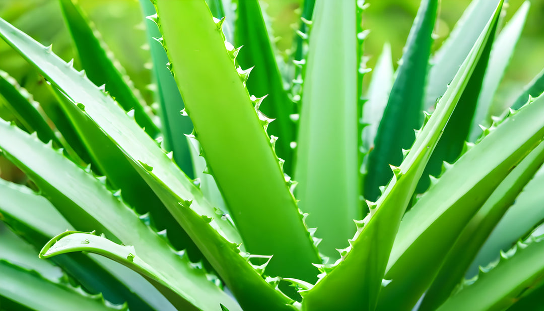 Aloe Fragrance Oil *Clearance*