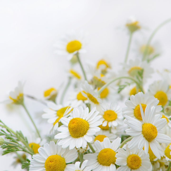A close-up image of fresh chamomile flowers with white petals and yellow centers.