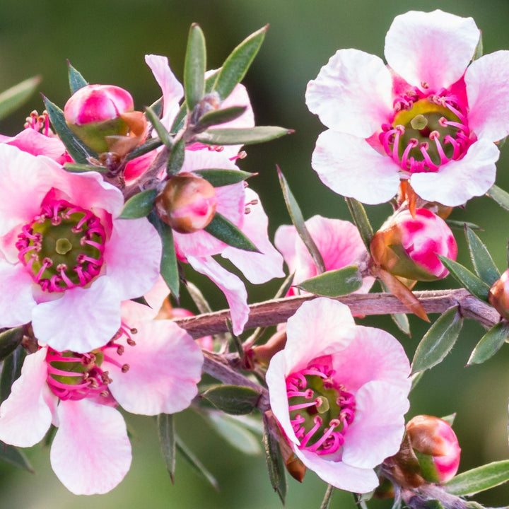 Manuka Essential Oil