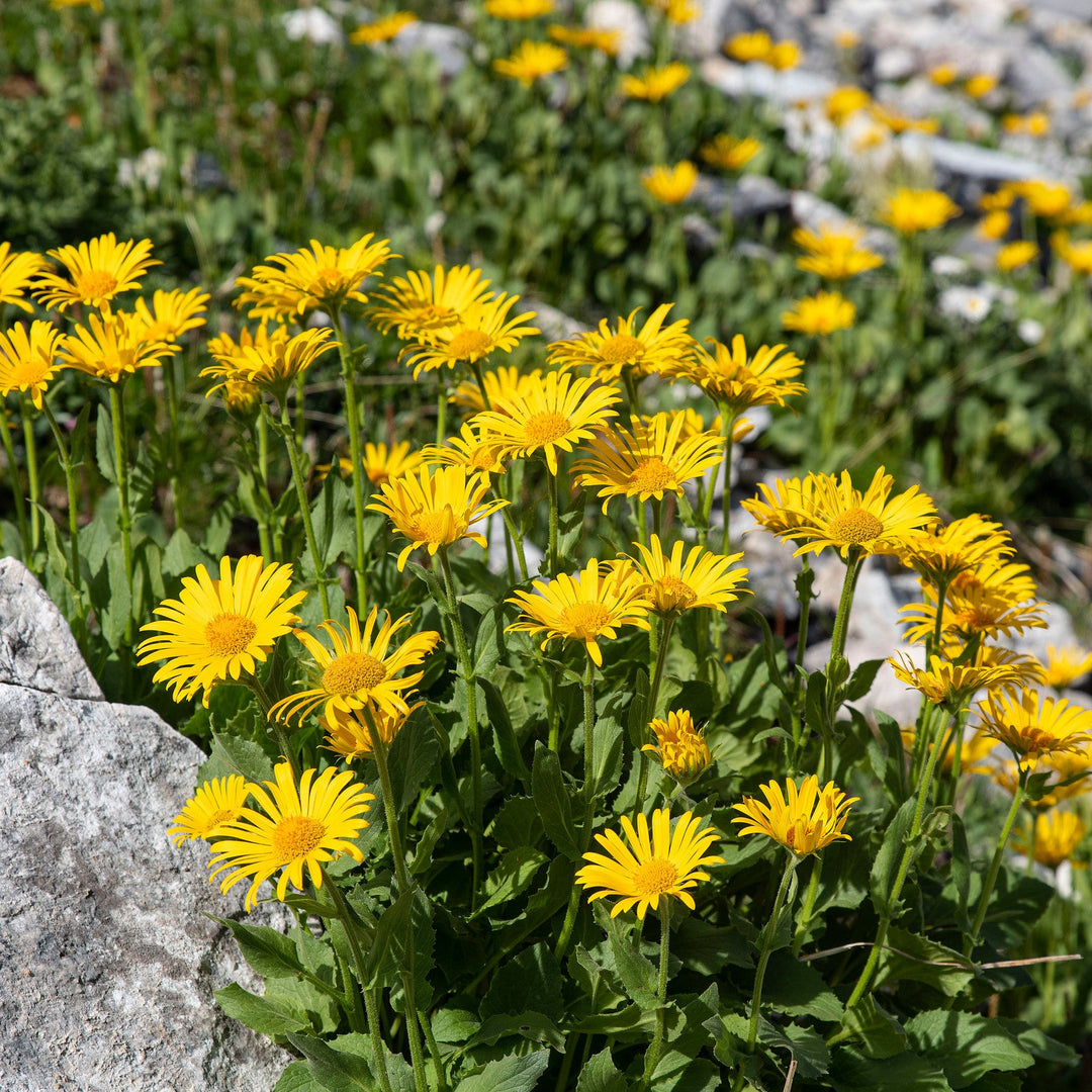 Arnica Botanical Extract Powder 4:1