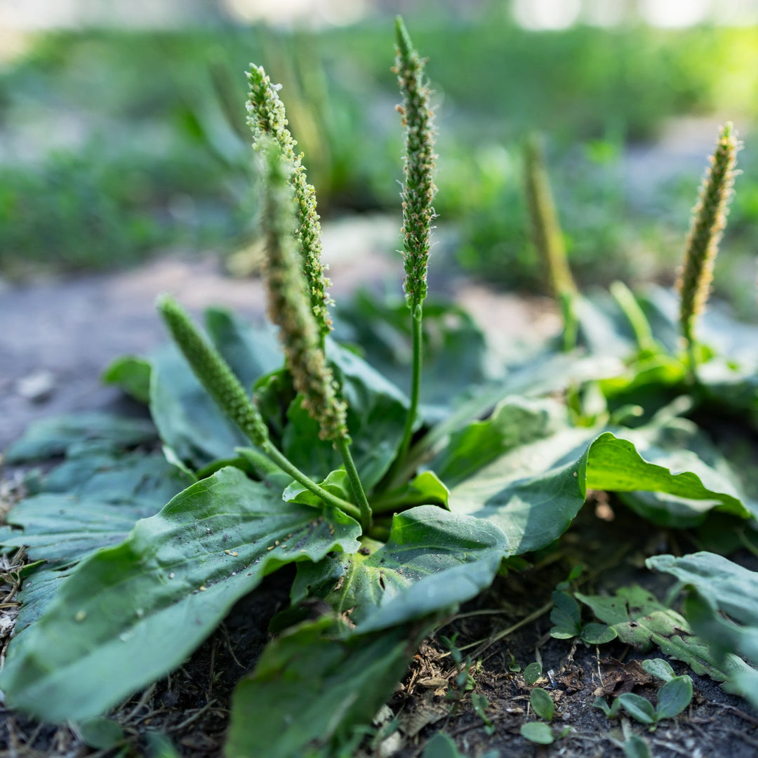 Green plantain leaves with mature seeds, growing on the ground in a natural outdoor setting.