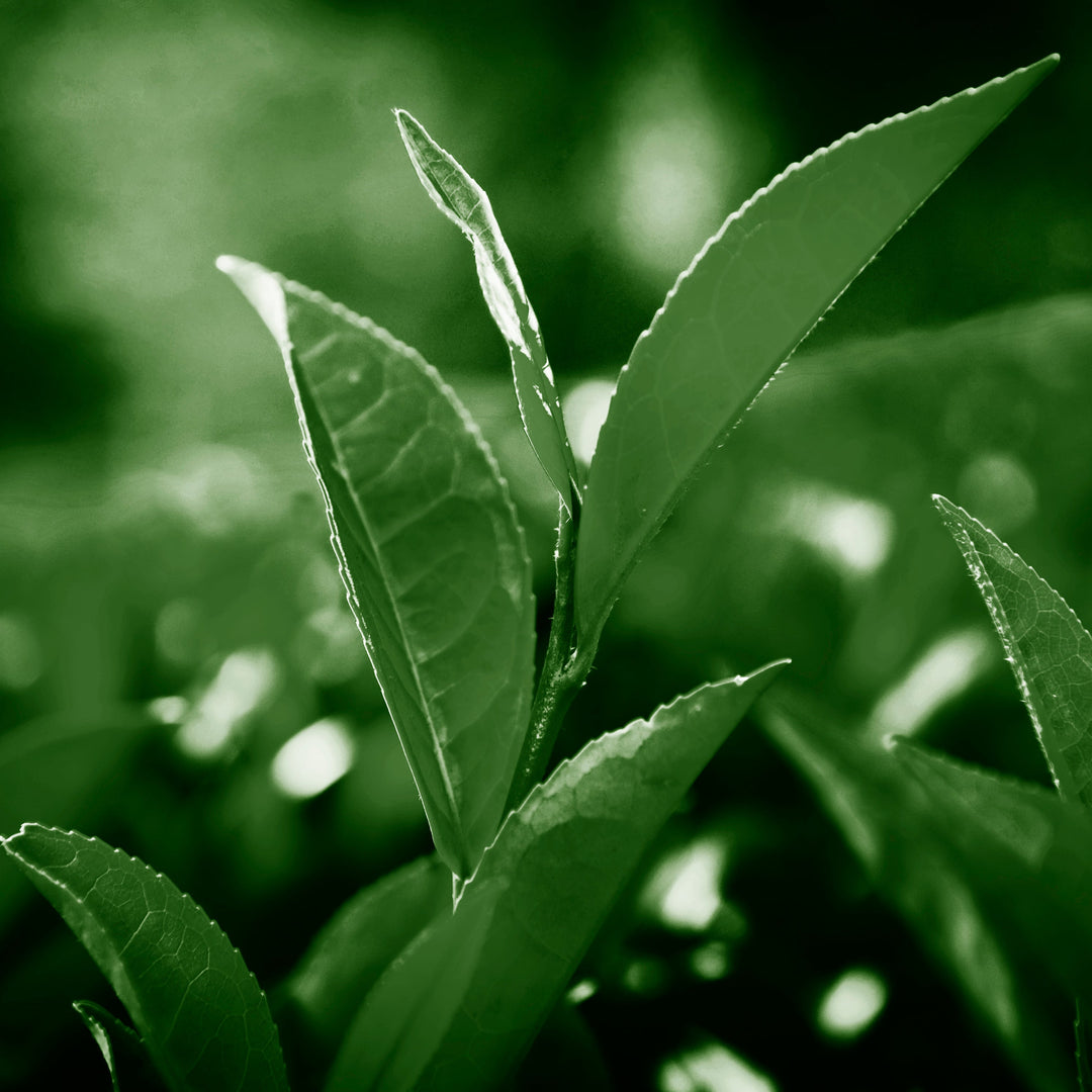 Green Tea 50% Polyphenols Powder