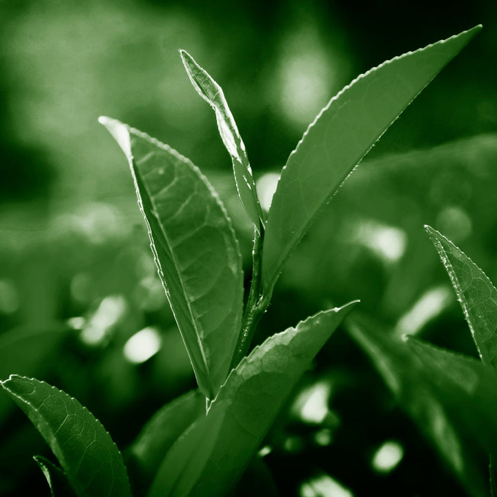 Green Tea 50% Polyphenols Powder