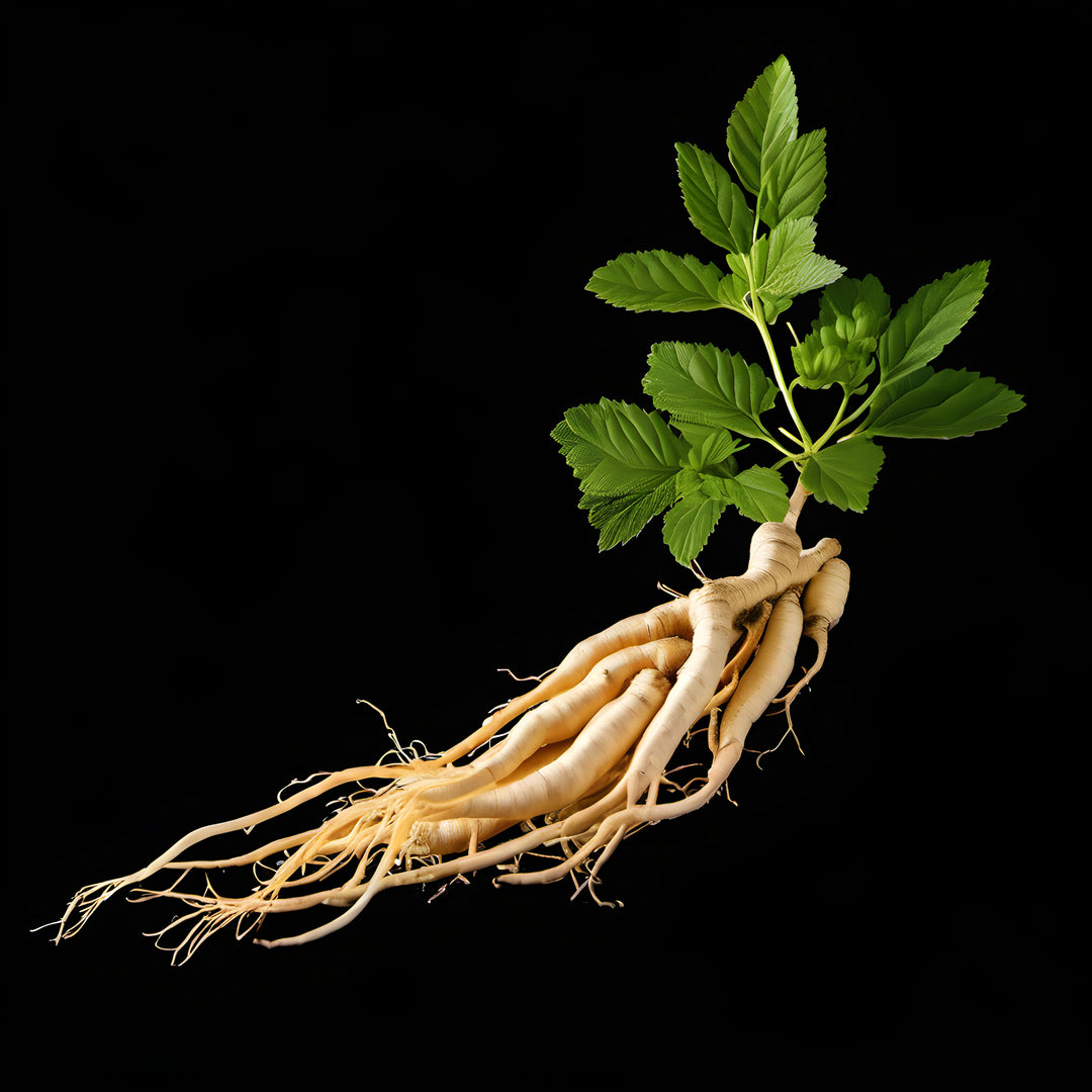 Ginseng Root Extract Powder
