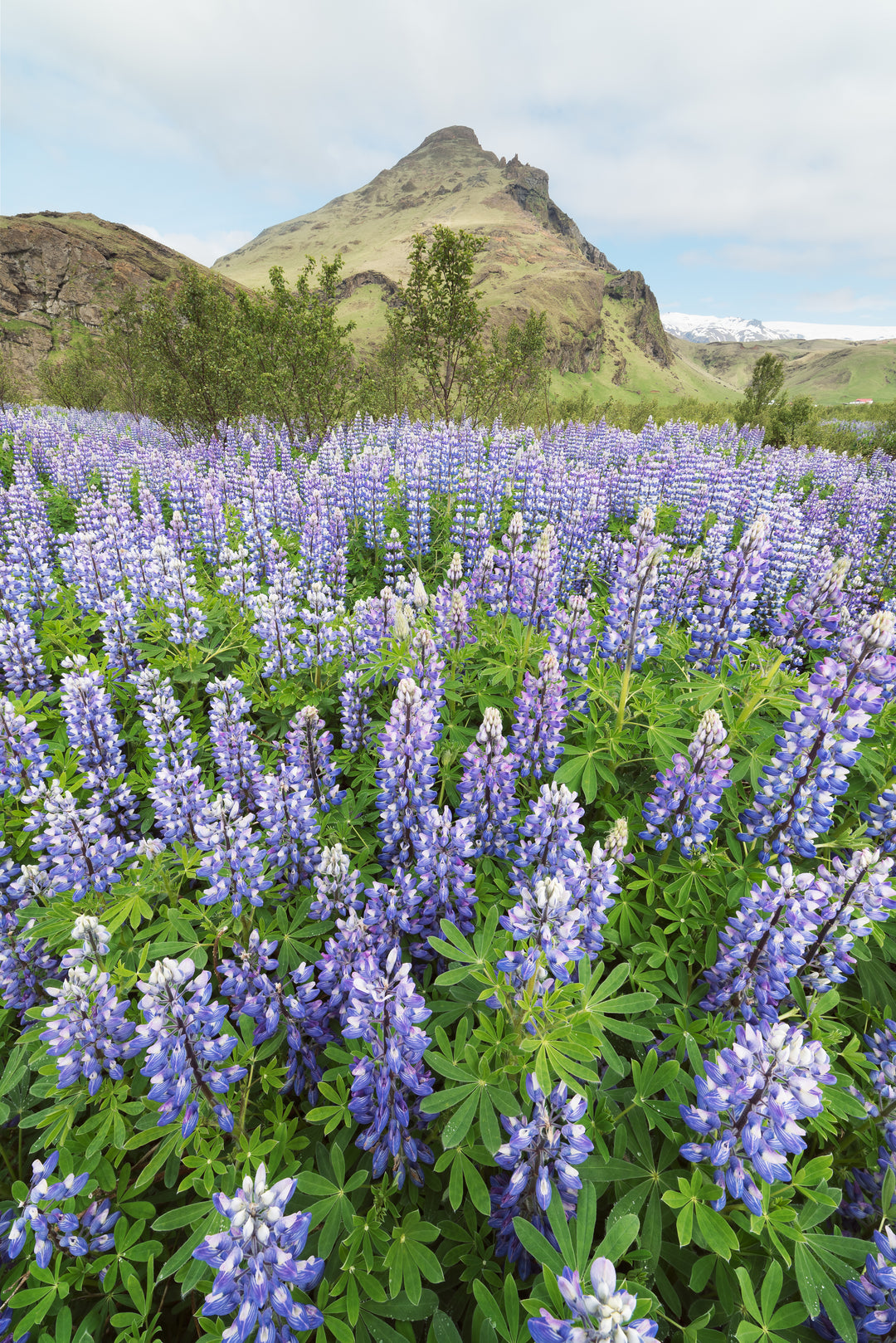 Lupine Peptide Powder Organic