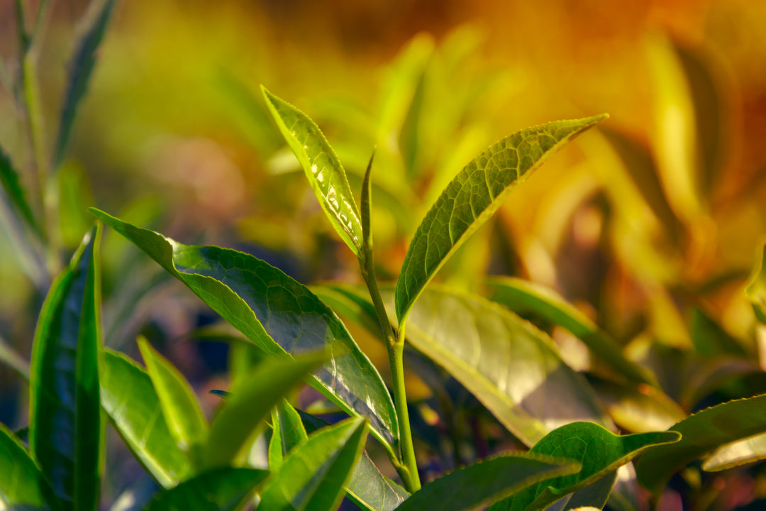 Green Tea (Camellia) Seed Oil - Virgin