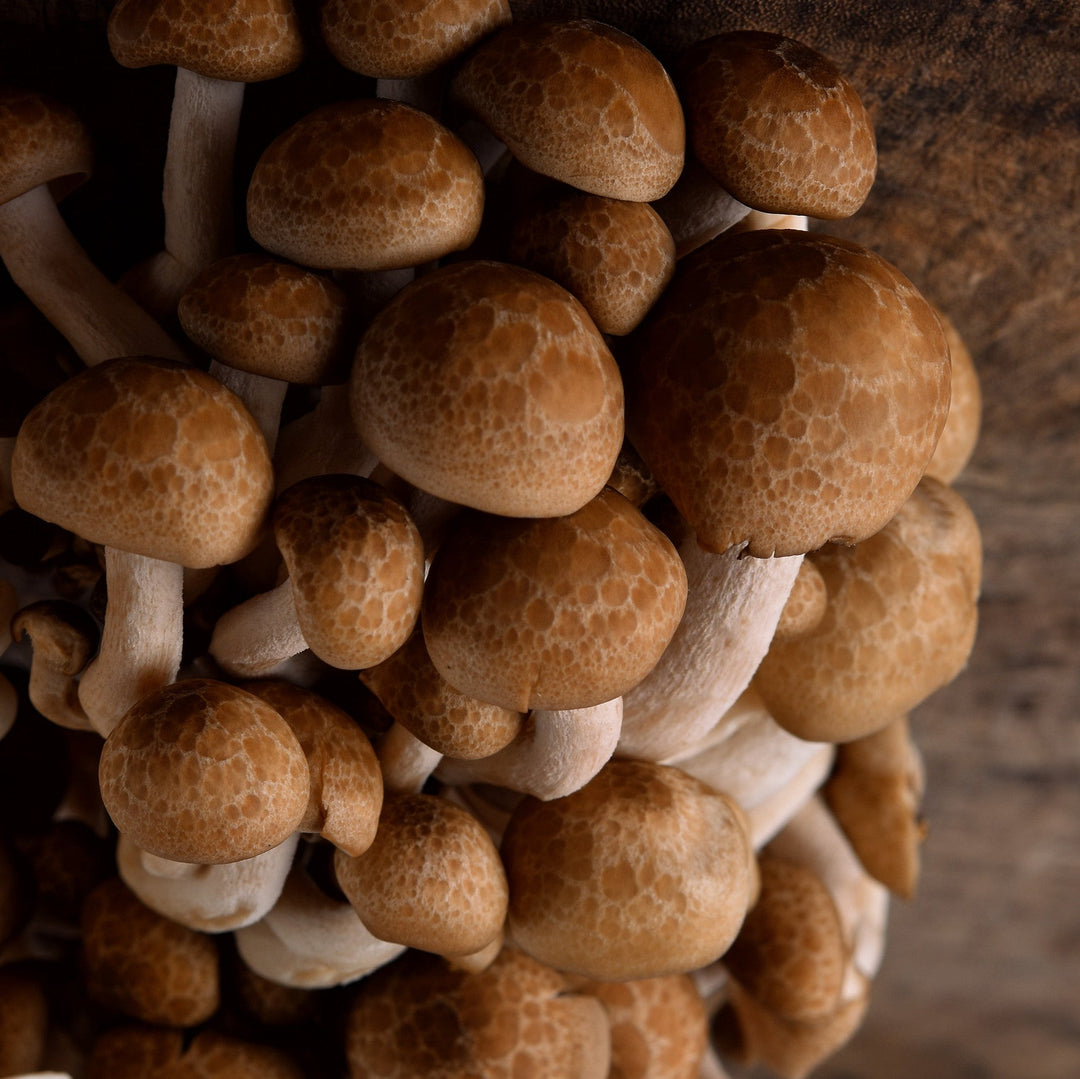 Agaricus Blazei extract powder, ideal for soothing, anti-aging, and hydrating skincare formulations.