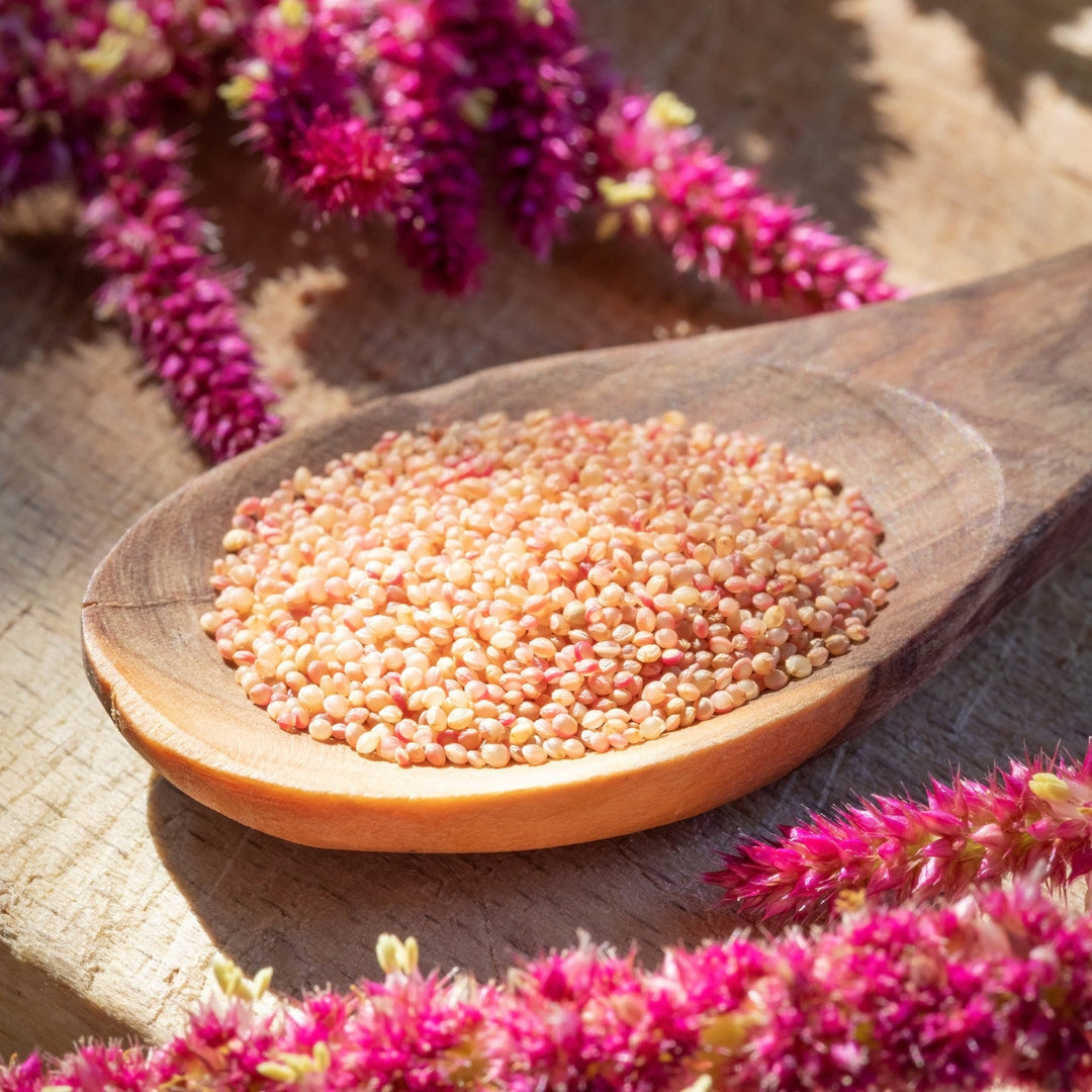 Amaranthus caudatus seeds and flowers