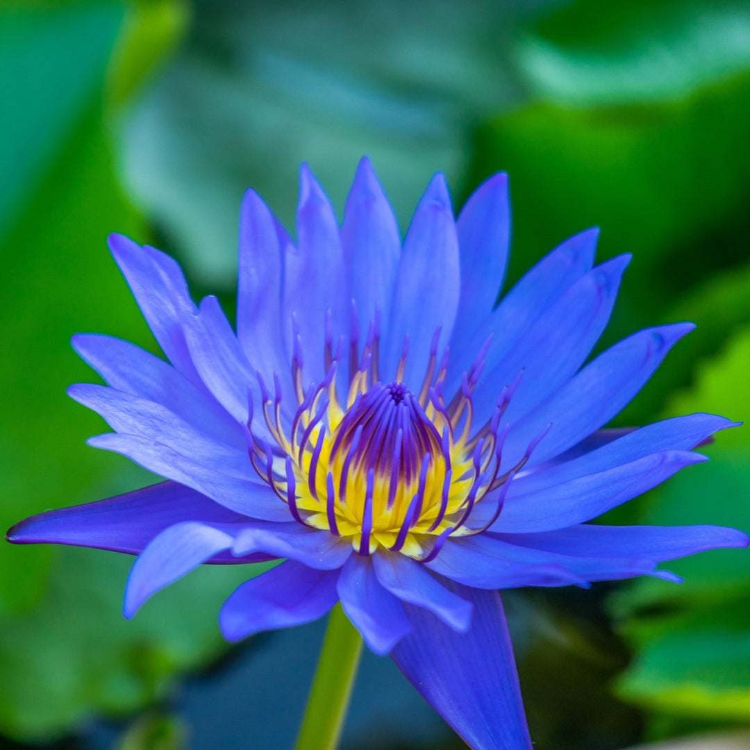 Blue Lotus flower with green leaf background