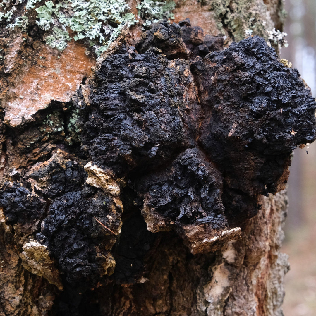 Organic Chaga extract powder, perfect for antioxidant-rich skincare formulations that nourish and rejuvenate.