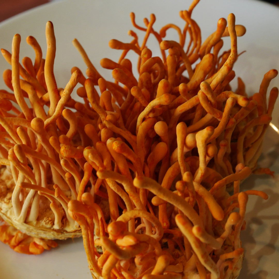 Organic Cordyceps extract powder, ideal for energizing and antioxidant-rich skincare formulations.