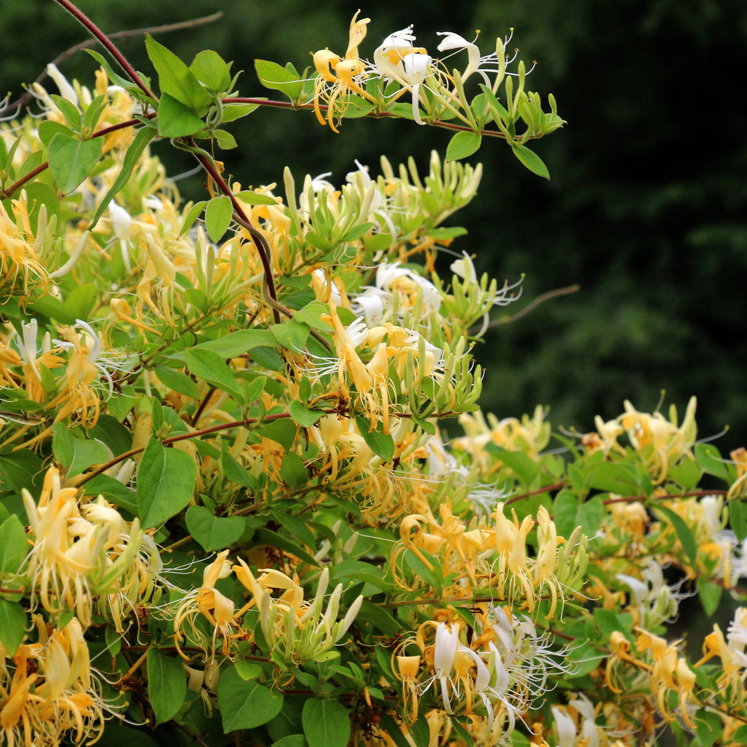 A decorative honeysuckle bush (Lonicera) is blooming in the garden