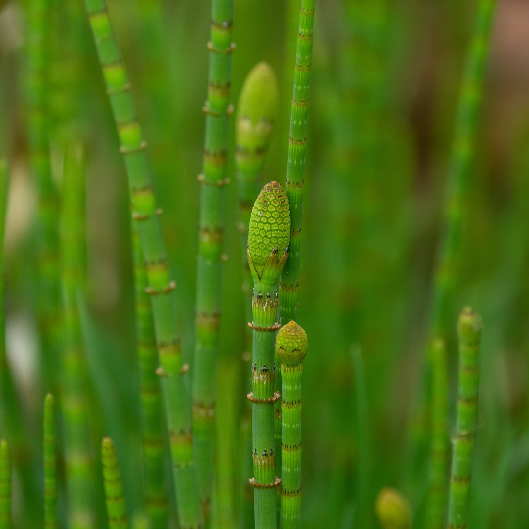 Bright green Equisetum or horsetail stems are growing in wild in spring in the wetland of the meadow.