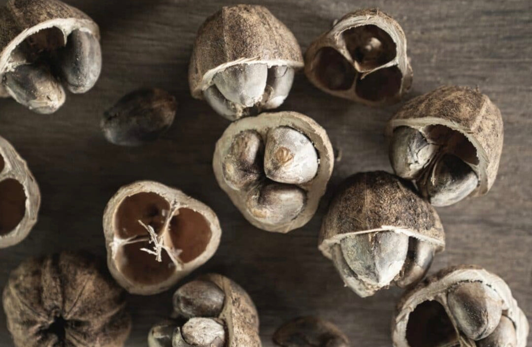 Cacay Nut Oil - Virgin