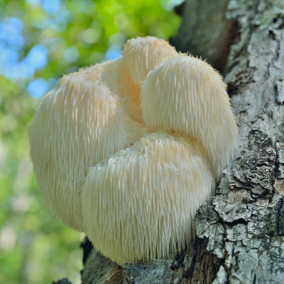 Lion’s Mane extract powder, perfect for use in anti-aging and skin-repairing cosmetic formulations.