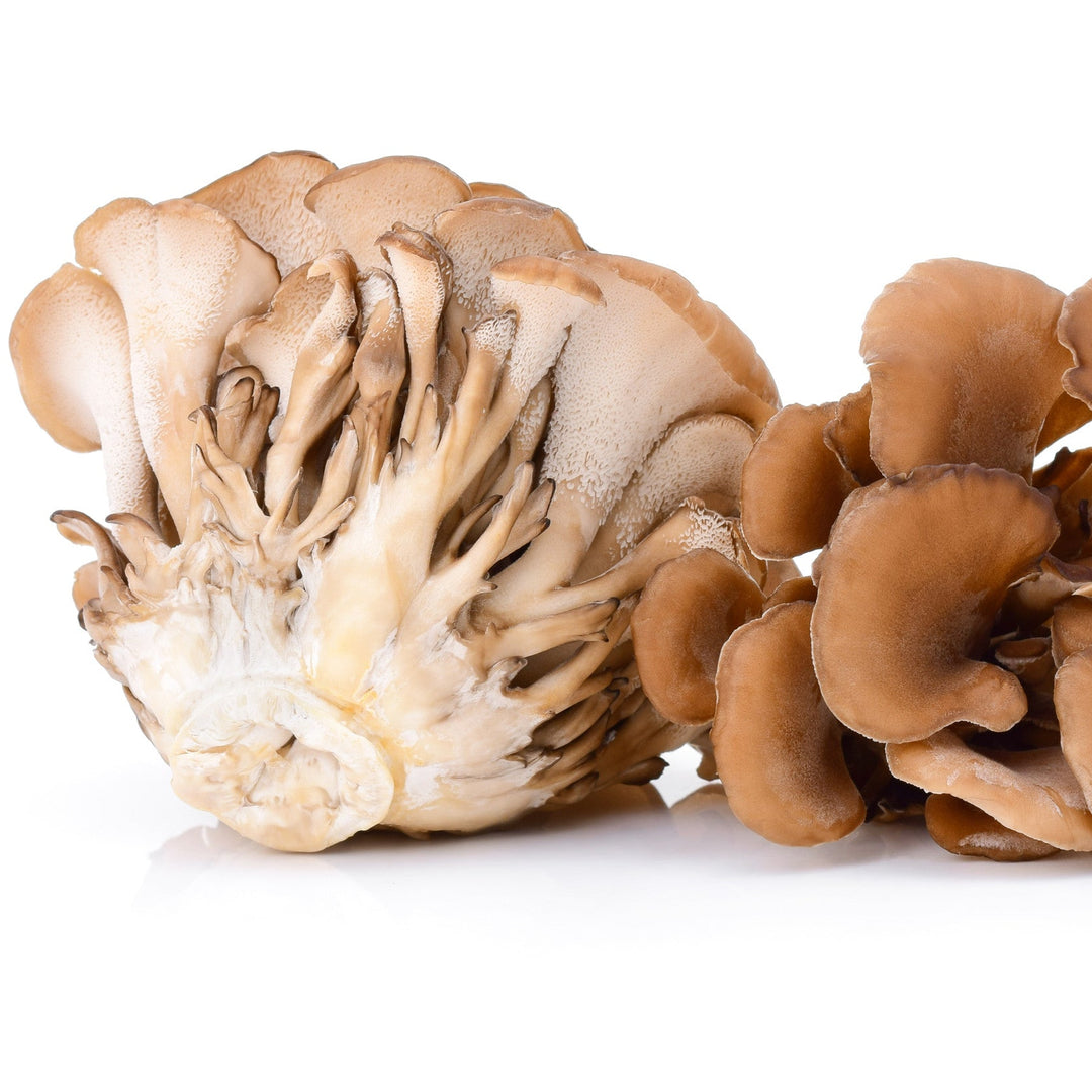 Maitake mushroom extract powder, ideal for hydrating and calming natural skincare formulations.