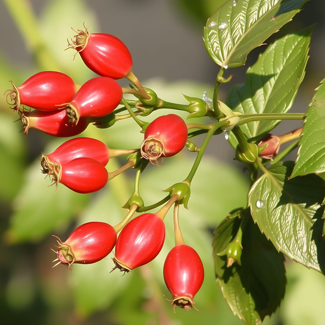 Rosehips and green leaves