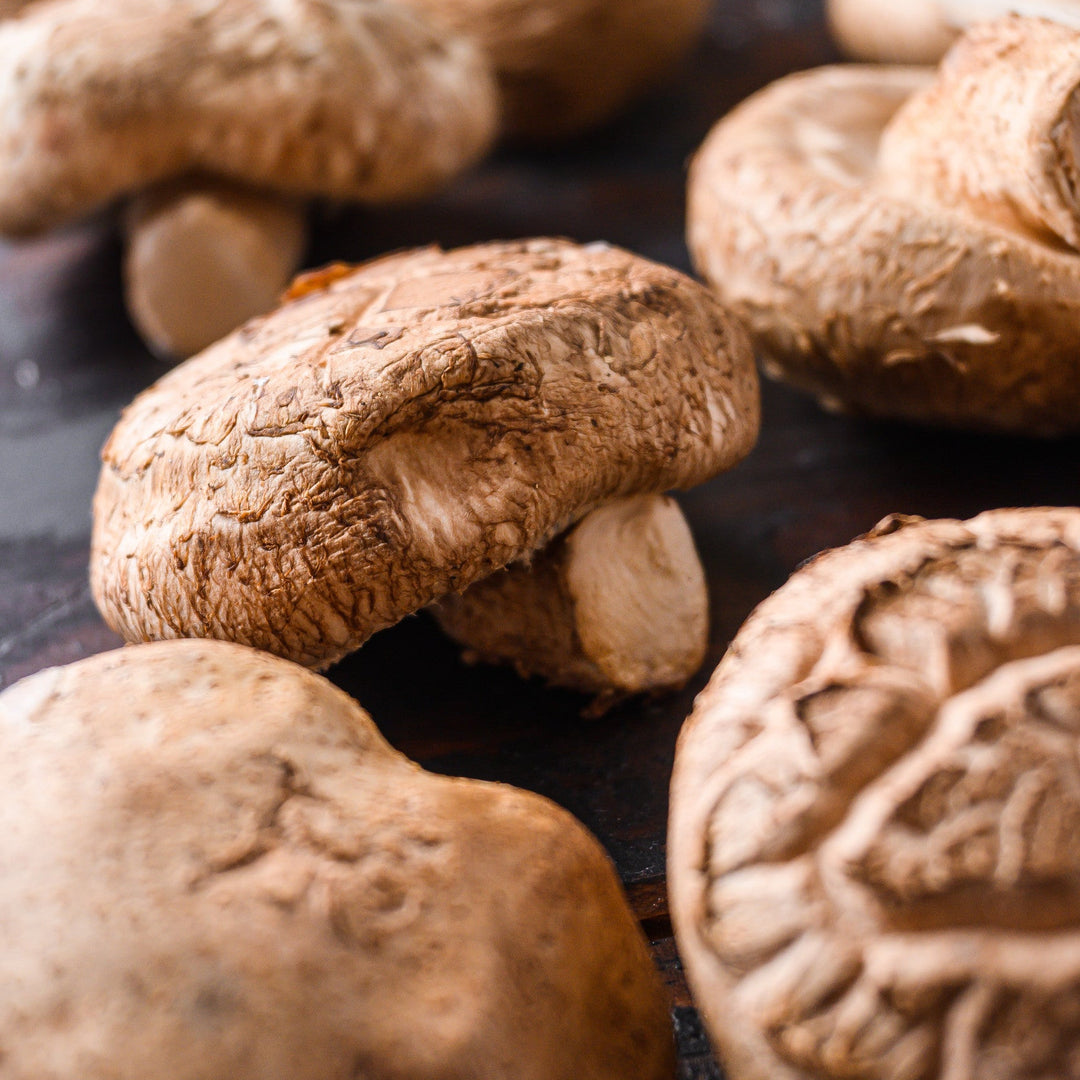 Shiitake extract powder, ideal for skincare formulations to hydrate, rejuvenate, and protect the skin.