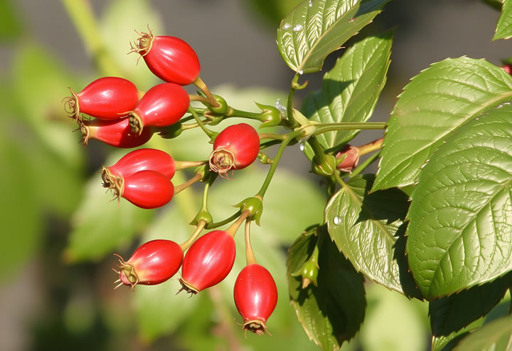 Rosehip Botanical Extract Powder