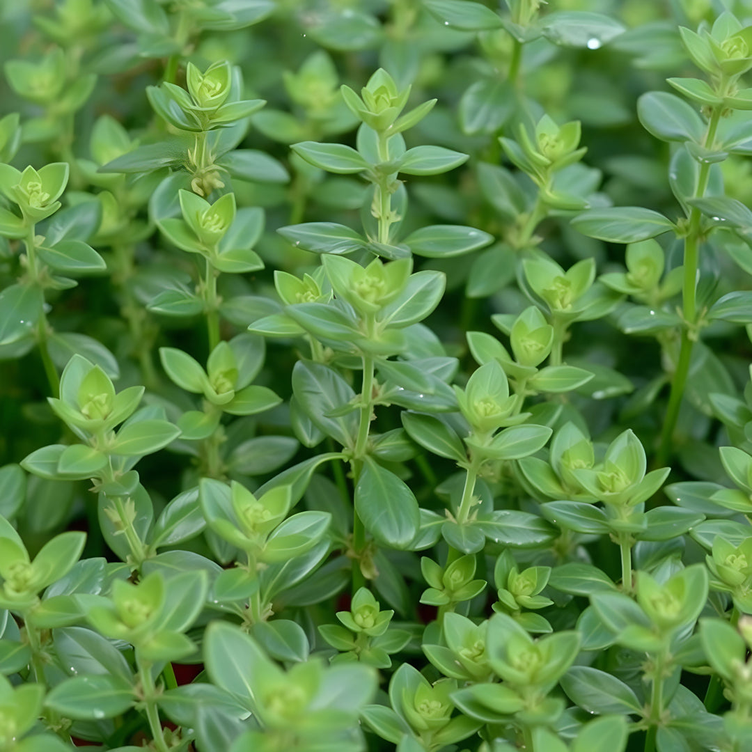 Thyme Botanical Extract Powder