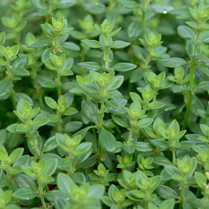 Thyme Botanical Extract Powder