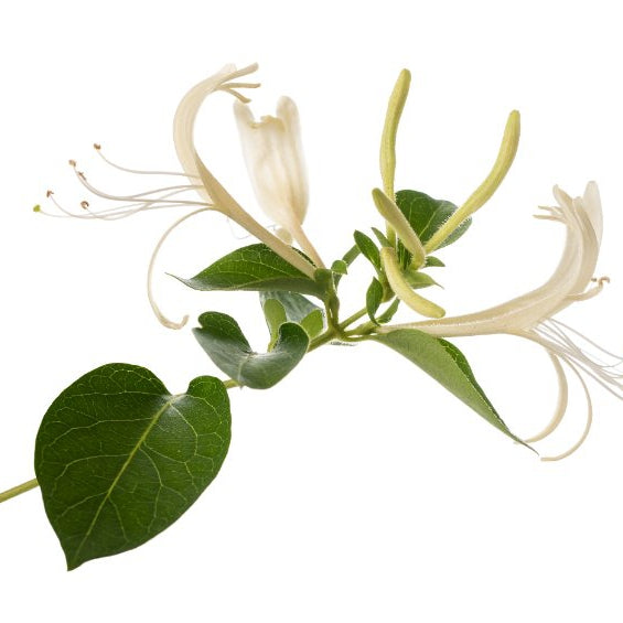 Close-up of a honeysuckle plant with delicate, tubular flowers in shades of yellow and white, surrounded by lush green leaves. The fragrant blossoms attract pollinators like bees and butterflies.