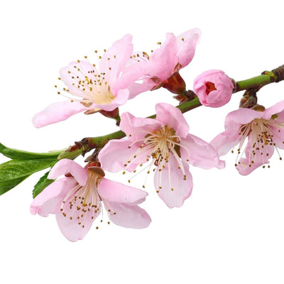 Japanese Cherry Blossom Fragrance Oil Two Types to Choose from 1,2,3,4,5,6,8,12,16 oz lb Samples Glass Options