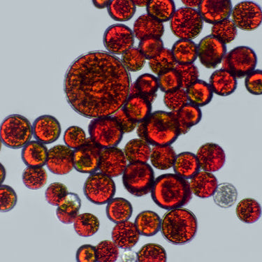 ASTAXANTHIN (10%) POWDER - WATER SOLUBLE