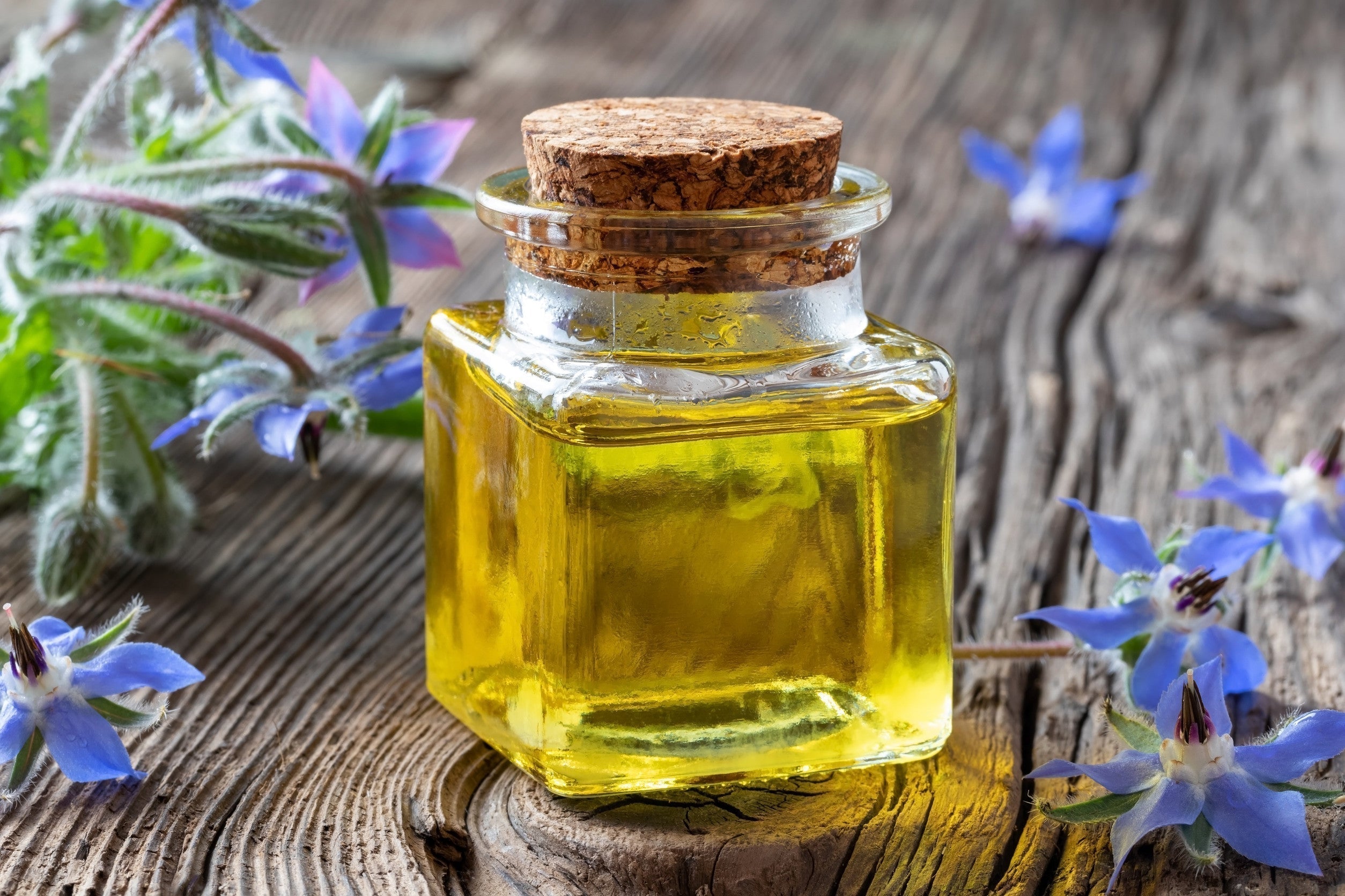 A bottle of borage oil with fresh blooming plant on a table