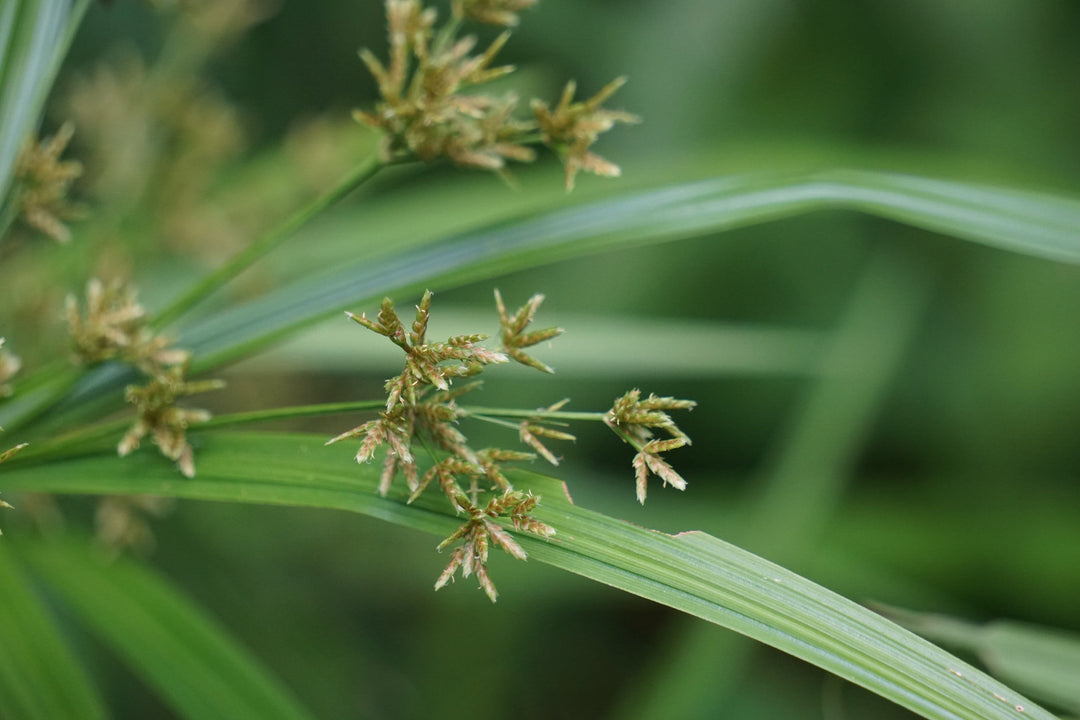 Cyperus Rotundus Oil: An Ancient Botanical with Timeless Value