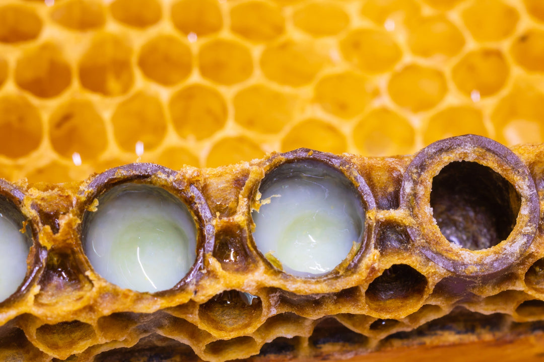 Royal jelly in the bee queen cells