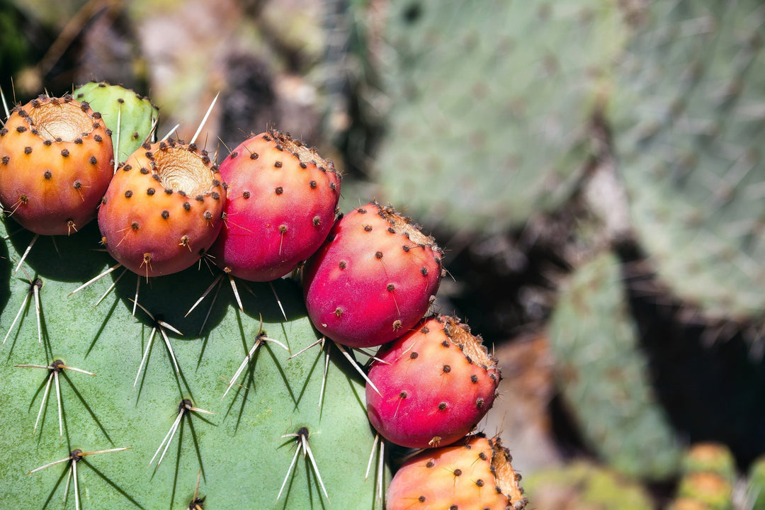 Prickly pear cactus in nature, the botanical source of nutrient-rich skincare extracts and oils.