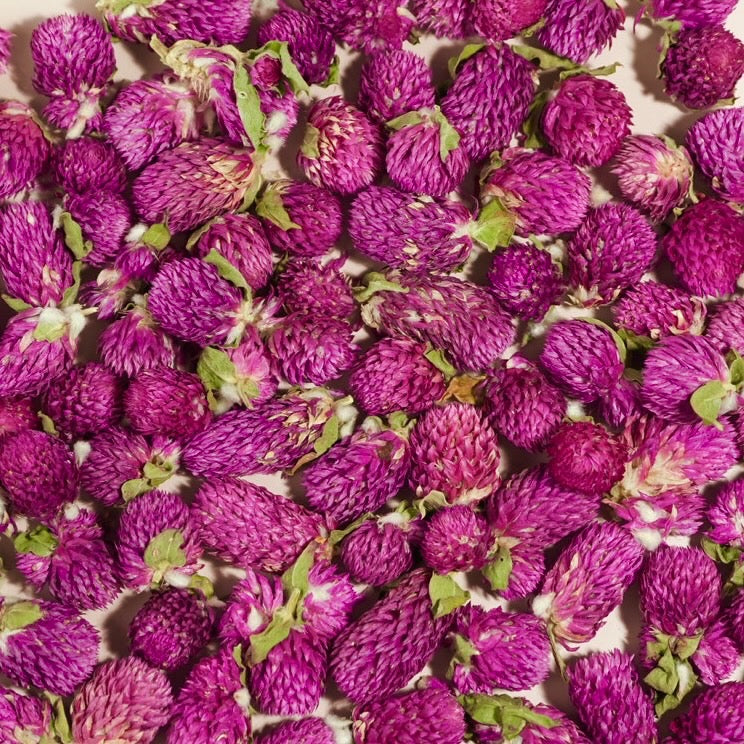 Globe Amaranth Flowers