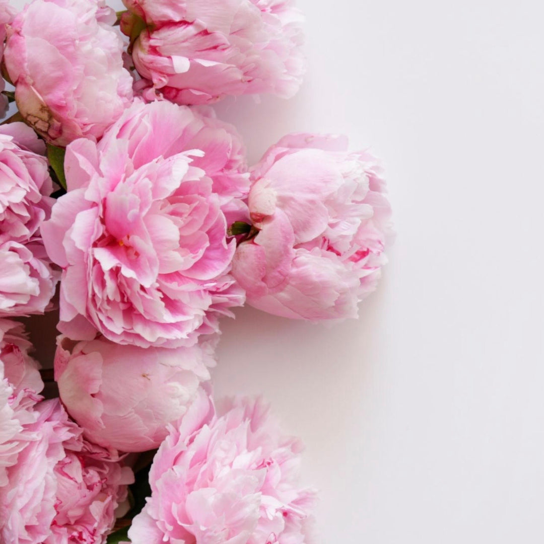 Close-up of pink flowers on a light background