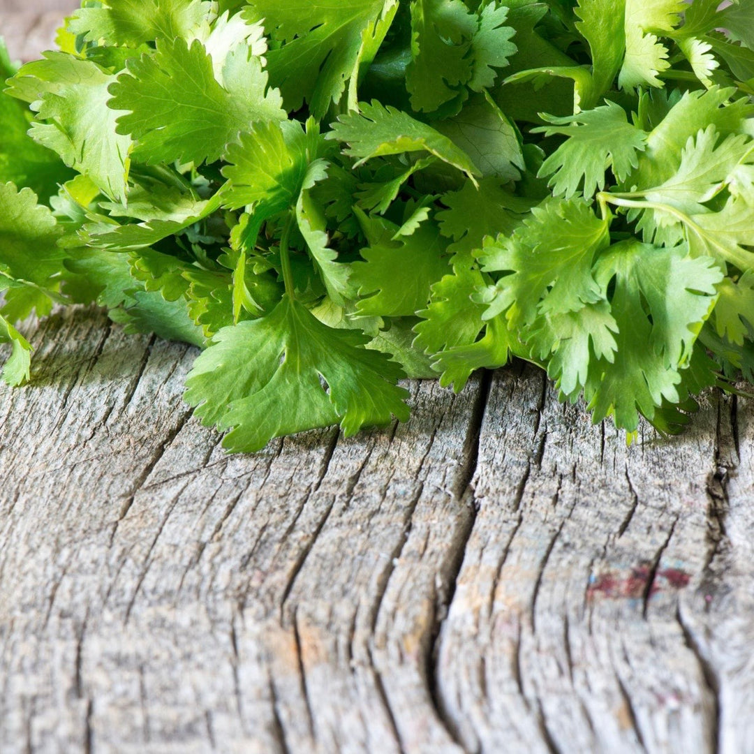 Fresh green cilantro leaves on a wooden surface