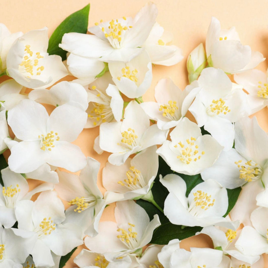 Close-up of white flowers with green leaves on a beige background