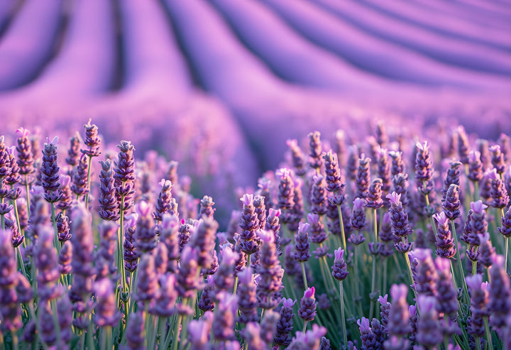 Lavender Population Essential Oil