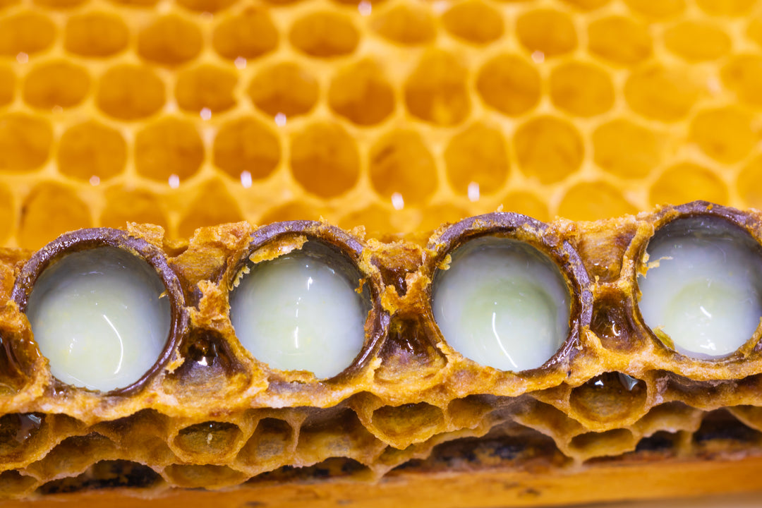 Royal Jelly Liquid Botanical Extract - Water Soluble