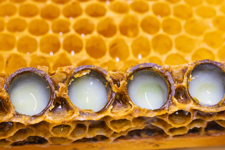 Royal Jelly Liquid Botanical Extract - Water Soluble