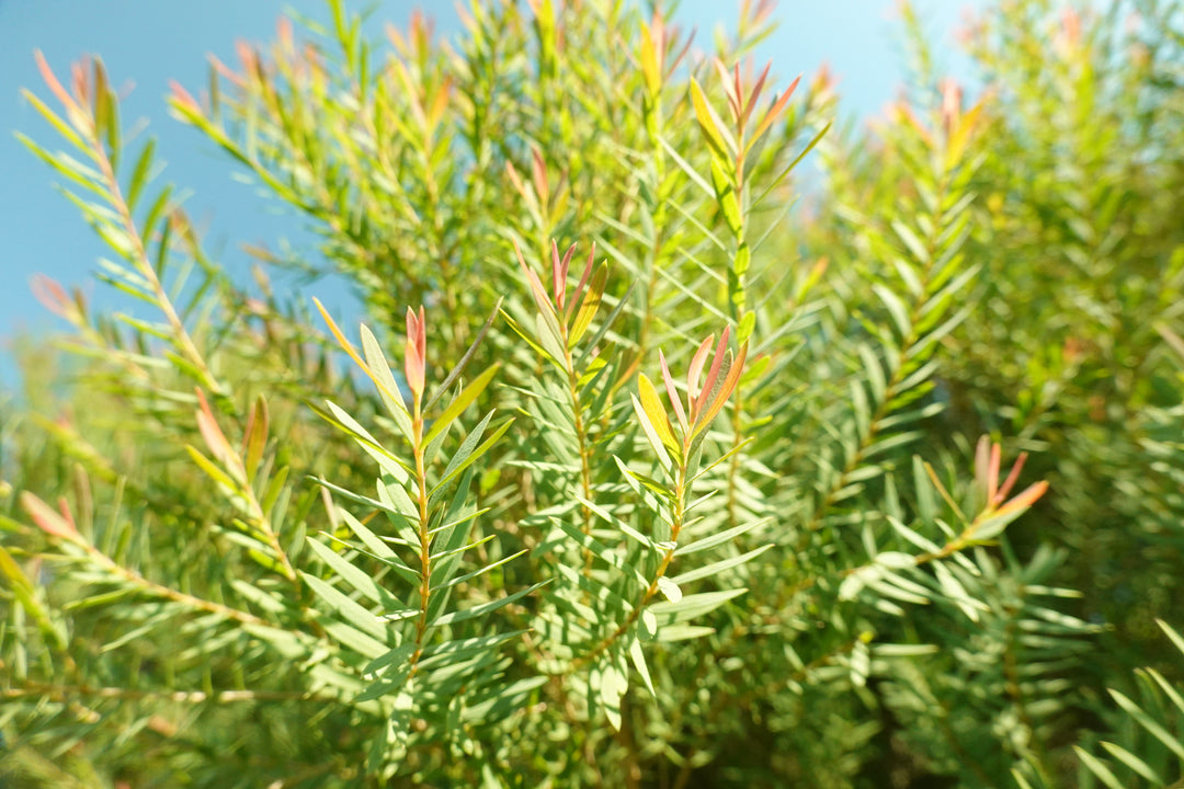 Tea Tree Essential Oil - Organic