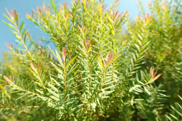 Tea Tree Essential Oil - Organic