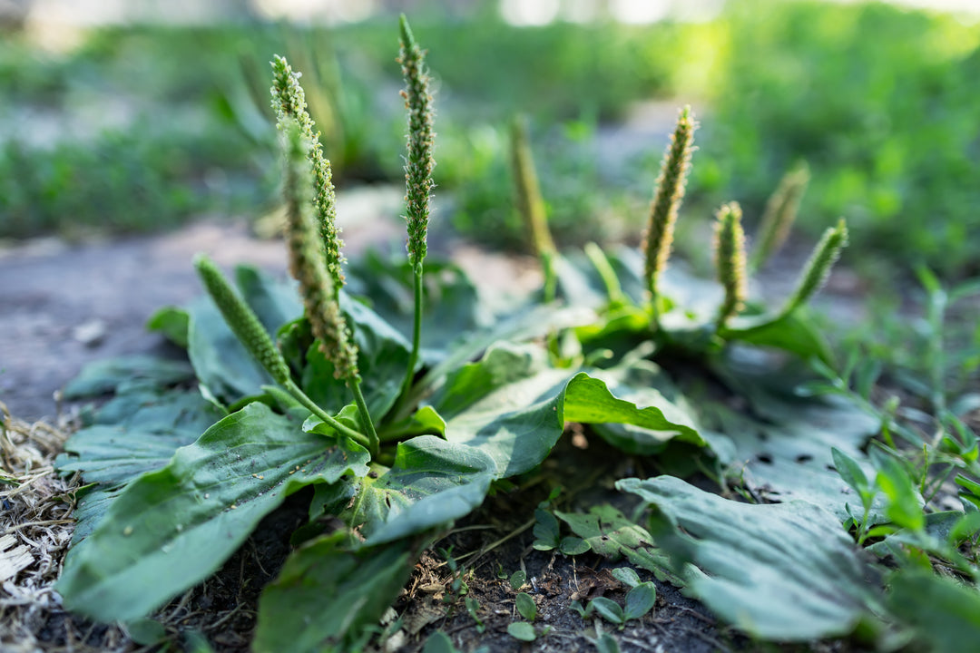 Plantain Leaf Botanical Extract Powder