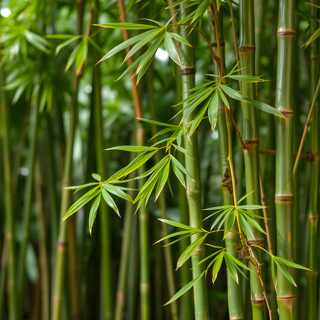Bamboo Extract Powder - Silica Rich for Skin and Hair Support