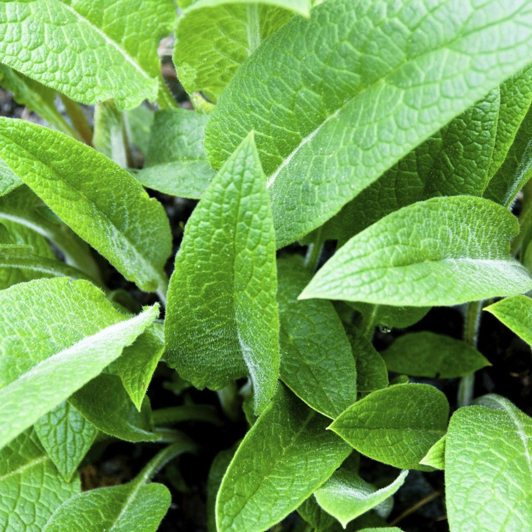Close-up of green leaves with a blurred background